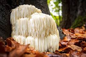 Lions Mane Mushroom