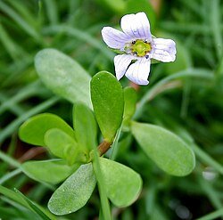 Bacopa Monnieri