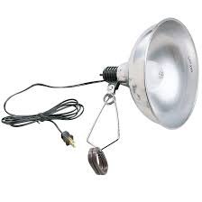 Clamp Lights with daylight bulbs