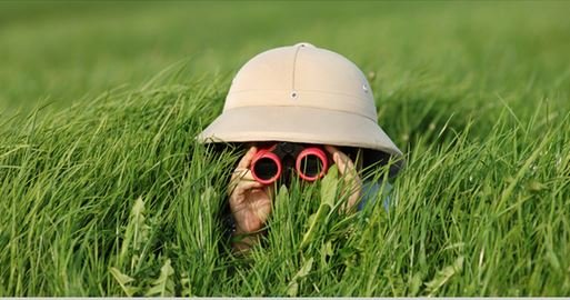 Field Observations