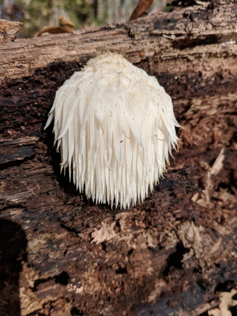 Lions Mane Mushroom